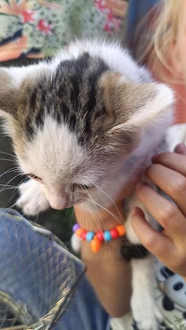 Үй жаныбарлары: Котята, домашние, короткошёрстные. - Окрас: есть полосатые — 2