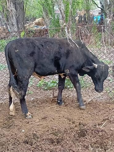 Үй жаныбарлары: Сатам | Бука (эркек) | Бордоп семиртүү үчүн — 1