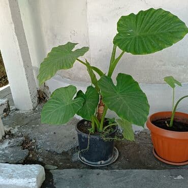 туя брабант бишкек: Продаю цветок — 2