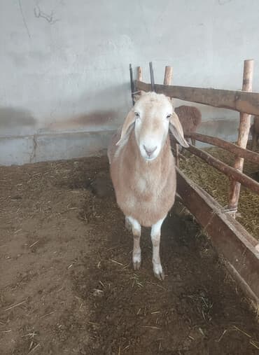 Кемирүүчүлөр: Сатам | Кочкор (эркек) | Союуга | Асыл тукумдуу — 1