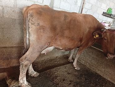 Продаю | Корова (самка) | Голштин | Для молока | Привязанные