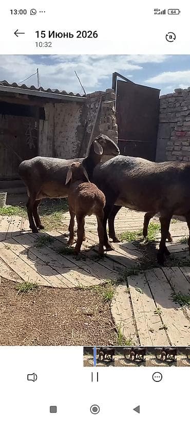 кошки на обувь: Продаю | Ягненок | Эдильбаевская | На забой — 7