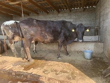 ниппельная поилка для кур: Продаю | Корова (самка) | Для молока | Привязанные — 1