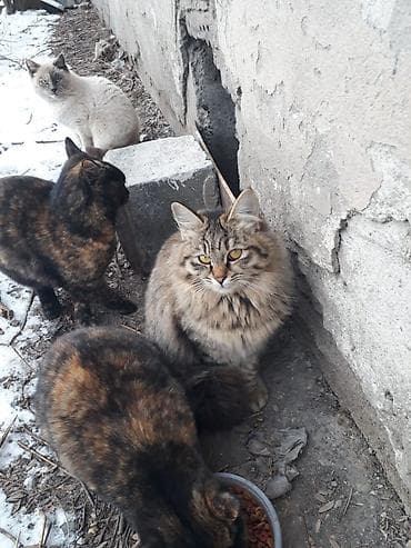 тайский кот: Беспородная, 6 месяцев, Девочка, Приучена к лотку — 4