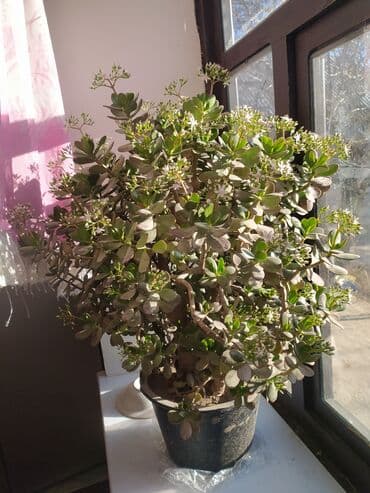 шкаф кухонный б у: Срочно сатылат — 2