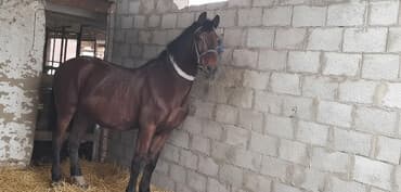 Продаю | Конь (самец) | Рабочий