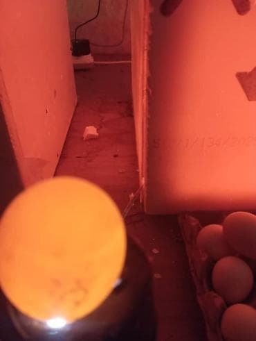 капсулы для стирки 4 в 1: Куриные инкубационные яйца с овоскопированием - Яйца сверху — 2