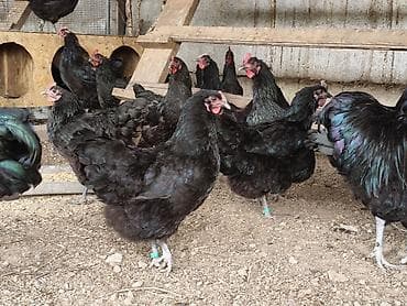 охотничий ит: Продаю | Куры | Для разведения — 4