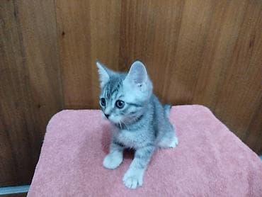 Скотиш Страйт (Шотландская прямоухая), 2 месяца, Девочка, Серый, Приучена к лотку — 5