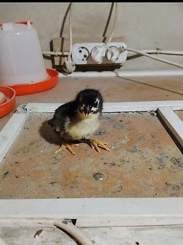 куры австролоп: Продаю цыплят чистокровного австралопа румынской линии — 4