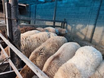 сколько стоит шиншилла маленькая: Продаю | Баран (самец) | Гиссарская, Арашан | На забой — 4