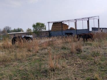 лабрадор ретривер цена щенка: Продаю | Кобыла (самка) | Для разведения — 3