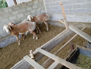 Животные: Продаю | Баран (самец) | На забой — 2