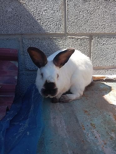 Продаю | Кролик самец | Калифорнийская | Для разведения | Племенные