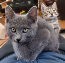 продажа вислоухих шотландских котят: Скотиш Фолд (Шотландская вислоухая), 2 месяца, Девочка, Серый, Метис — 4