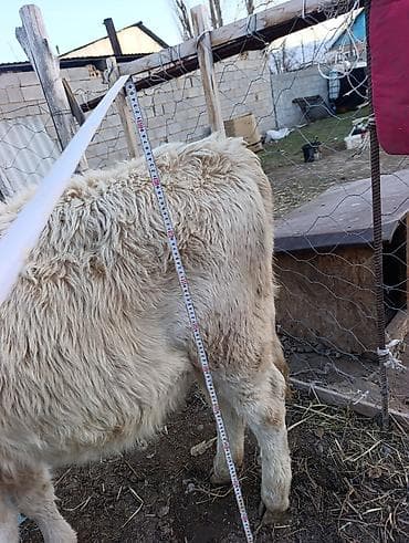 продаю собаку: Продаю | Музоо, торпок | Полукровка | На откорм | Привязанные — 5