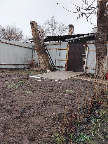 меняю варианты: Дерево ореха ОБМЕН район старого автовокзала — 1