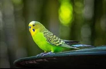 Волнистый попугай зелёно-жёлтой окраски. - Окрас: ярко‑зелёное брюшко