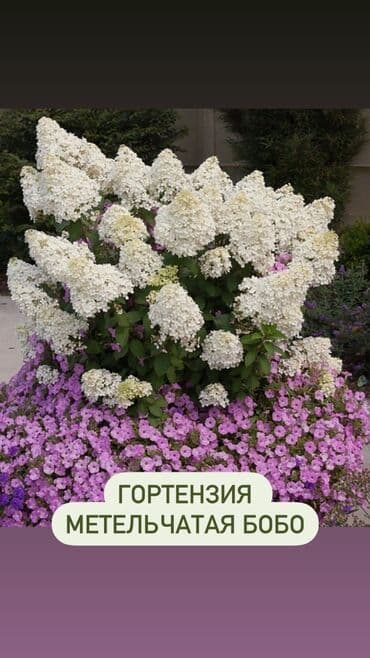 цветы гартензии: Продаю шикарные кусты гортензии! Хороший выбор сортов: -метельчатая — 4