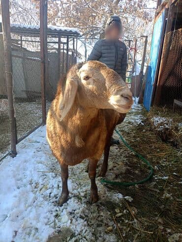 малёк рыбы: Продаю | Баран (самец) | Для разведения | Племенные — 2