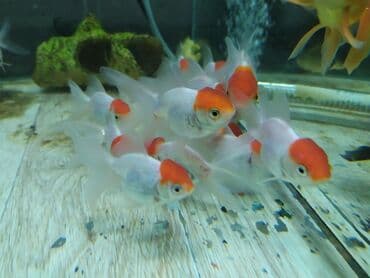 Золотые рыбки. Разные