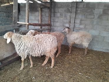 туз малга: Сатам | Кочкор (эркек) | Эдильбай, Арашан, Гиссар | Бычылган — 1