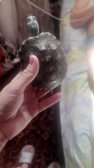 красноухие черепахи: Красноухая черепаха (Trachemys scripta elegans) - Домашний питомец — 3