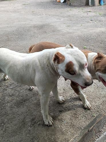 Американский питбультерьер, кобель. Окрас белый с рыжими пятнами на