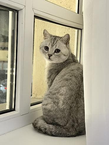 котенок рэгдолл купить: Вязка!!! Не продажа!! Бишкек! Тунгуч! Шотландская прямоухая — 3