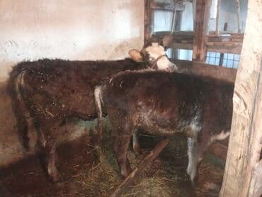 жылкы сатам: Сатам | Музоо | Аргын | Бордоп семиртүү үчүн — 4