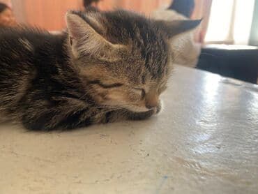 домашние кошки: Беспородная, 2 месяца, Девочка — 3