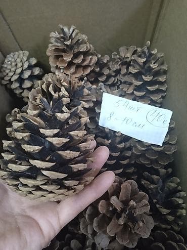для украшений: Сосновые и еловые шишки для декора и рукоделия. - Натуральные — 5
