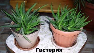 Комнатные растения - хлорофитумы кудрявые, плющи вариегатные, кливия