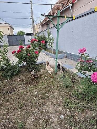 ат бишкек: Маки таза корец,7 жожосу бар Апрельский 20,21 ганойда бар — 2