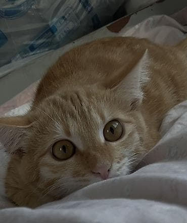 Продажа кошек: Кошка даром: Беспородная, 1 год, Мальчик, Приучена к лотку — 6