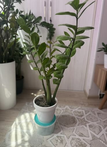 умный насос для воды: Замиокулькас (долларовое дерево) в горшке - Неприхотлив: переносит — 2