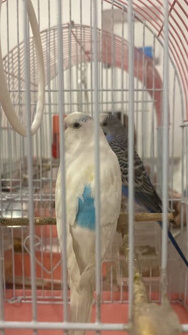 Иттер: Волнистый попугайчики 🦜 девочка мальчик продаю вместе с клеткой корм — 1