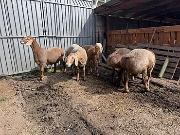 Продаю | Овца (самка) | Для разведения | Племенные at lalafo.kg Продаю | Овца (самка) | Для разведения | Племенные