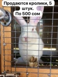 собака долматинец: Продаю | Кролик самец | Белый великан | Для разведения | Племенные — 1