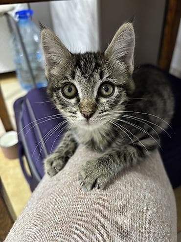 котенок даром: Кошка даром: Беспородная, 2 месяца, Девочка — 3