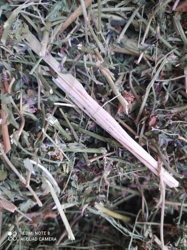 собака дом: Сено в тюках (прессованное), укрыто под плёнкой. Заготовка из луговых — 5