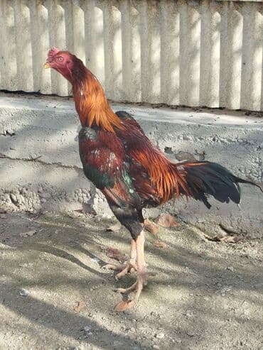 зоомагазин бишкек с животными: Продаю | Куры — 5