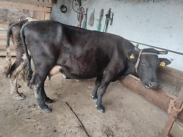 отдам собаку в хорошие руки бишкек: Продаю | Корова (самка) | Для молока | Привязанные — 3