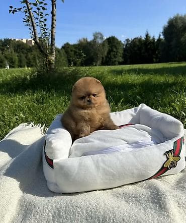 Продажа собак: Шпиц, 1 месяц, Самка, С прививкой, С родословной — 5