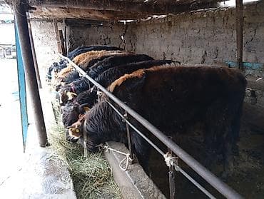 тайган щенок: Продаю | Бык (самец) | Швицкая | На откорм — 5