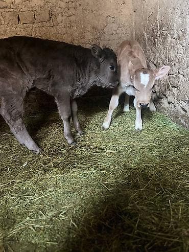 Другие животные: Продаю | Музоо, торпок | Алатауская | На откорм | Искусственник — 6