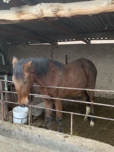 сколько стоит лабрадор собака: Продаю | Кобыла (самка), Жеребец | Для разведения, Конный спорт, На забой | Племенные — 2