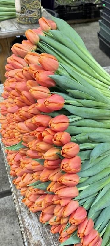 корзина для овощей: Тюльпаны с собственной теплицы - Срезанные свежие тюльпаны прямого — 4