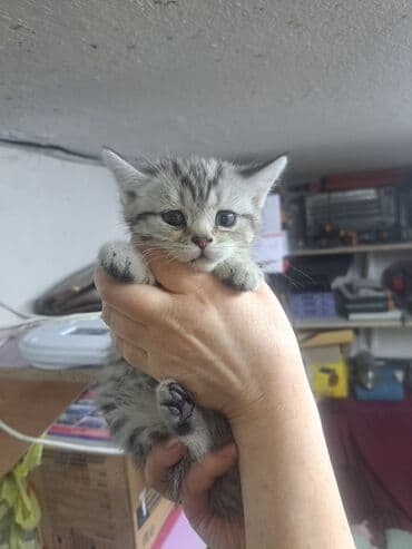 купить кошку вислоухий: Шотландские котята - Порода: шотландские (есть вислоухие и прямоухие — 4