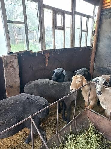 парода уйлар: Продаю | Ягненок, Баран (самец) | На забой | Кастрированные — 7